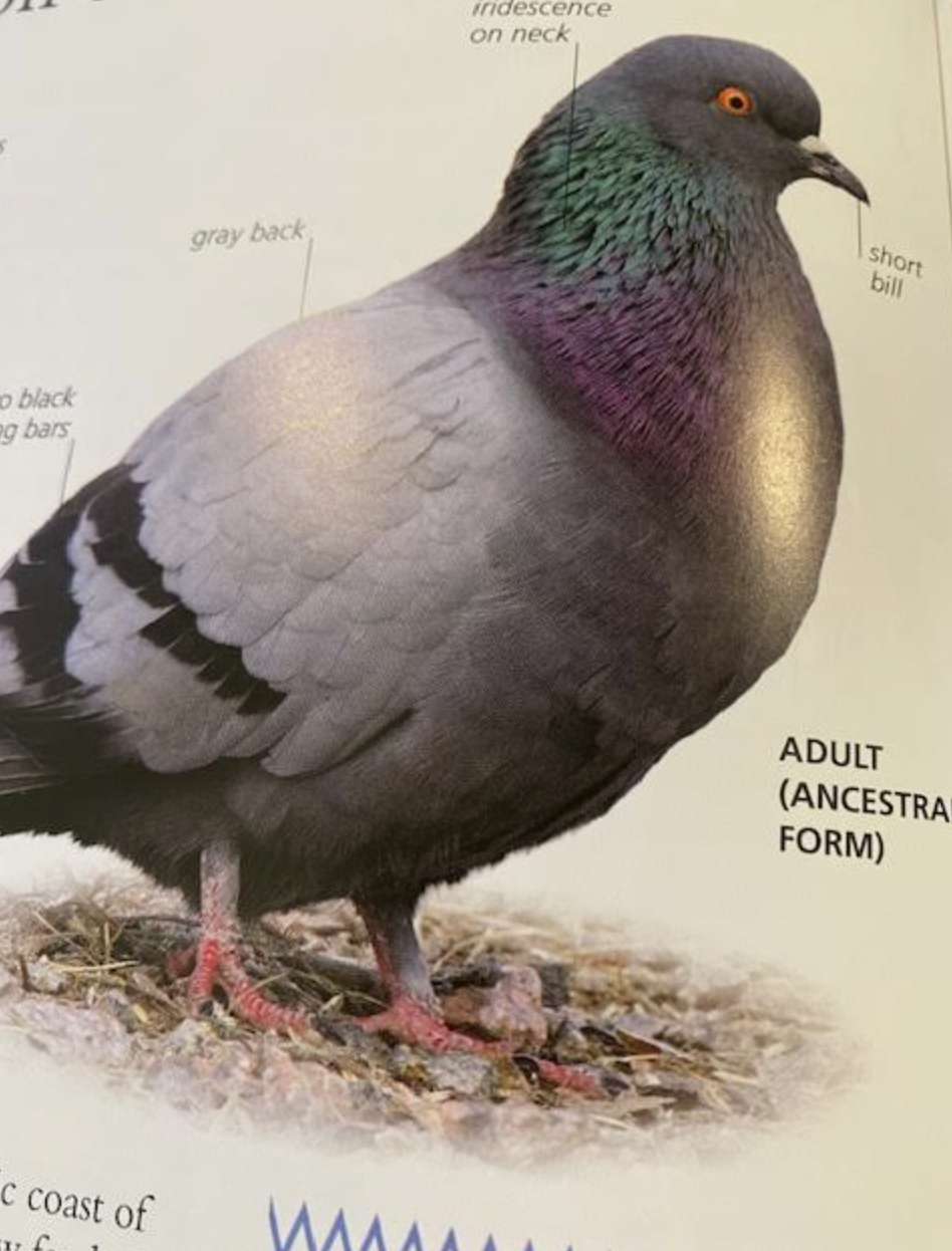 The Pigeon Chronicles